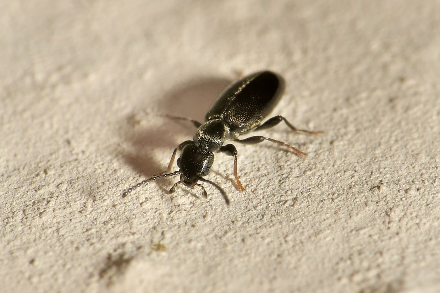 Anthicidae: Anthicus niger?  S